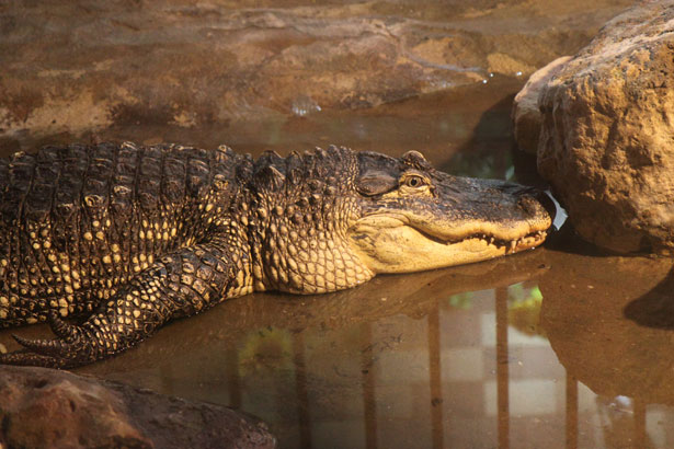 interior crocodile alligator
