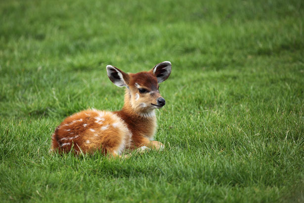 Baby Antelope Free Stock Photo - Public Domain Pictures