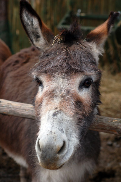 Hungry Donkey Free Stock Photo Public Domain Pictures