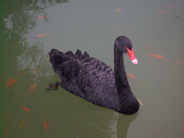 Black Swan Black Swan by Peter Griffin 