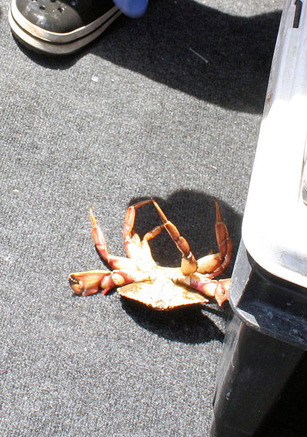 Crab On Its Back Sex 98