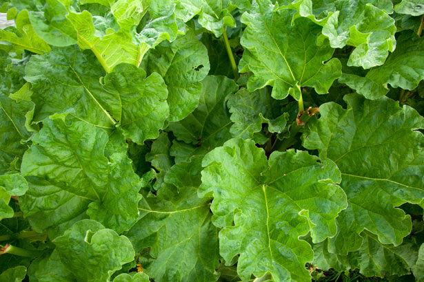 Rhubarb Plant Free Stock Photo - Public Domain Pictures