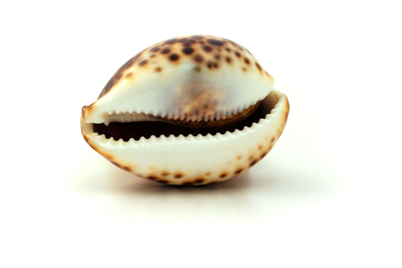 Seashell Free Stock Photo - Public Domain Pictures