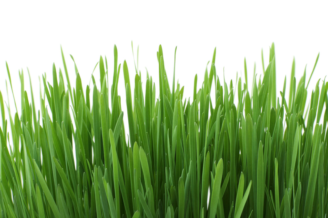 file-grass-01-jpg-wikimedia-commons