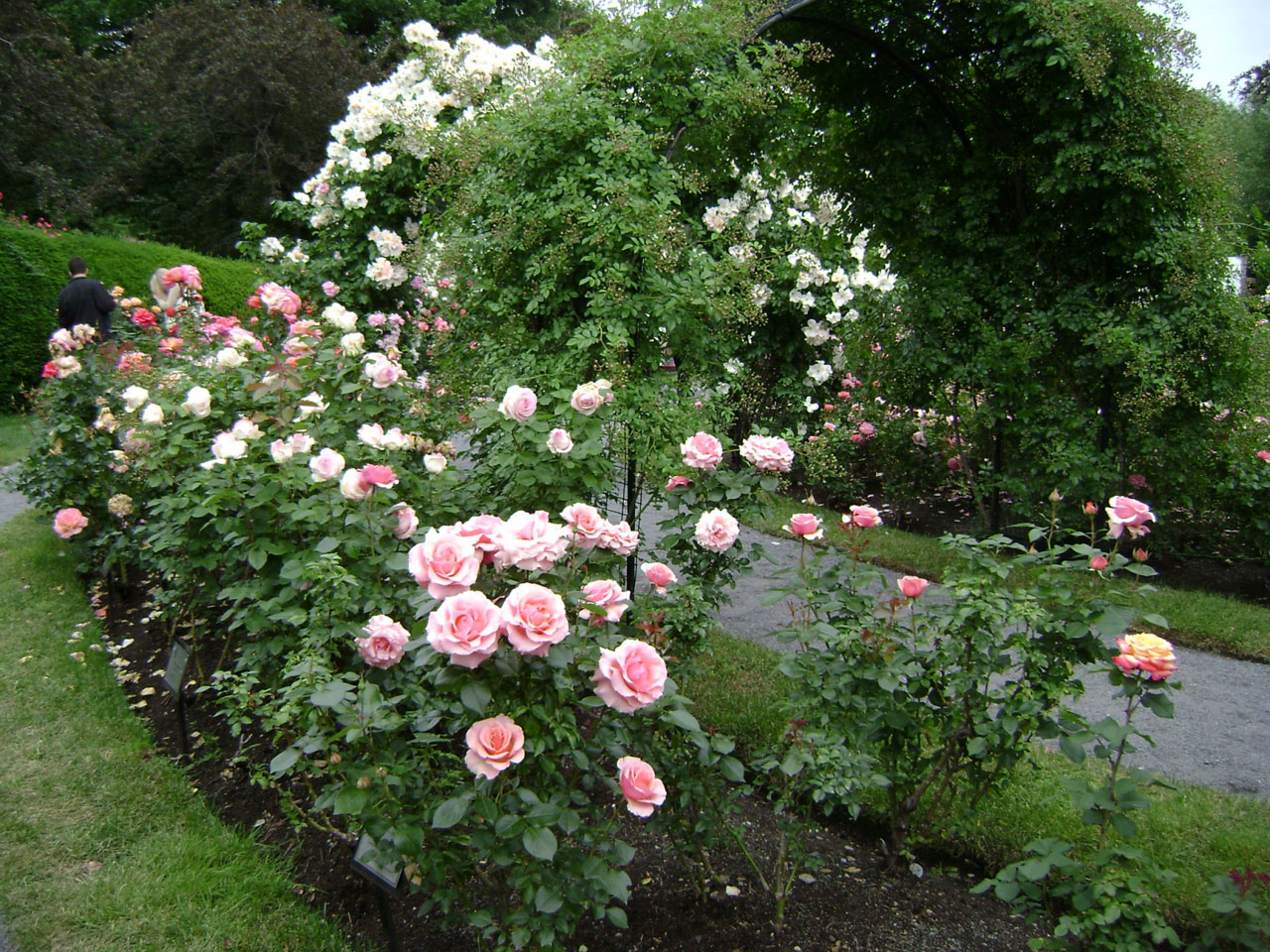 Beds of roses