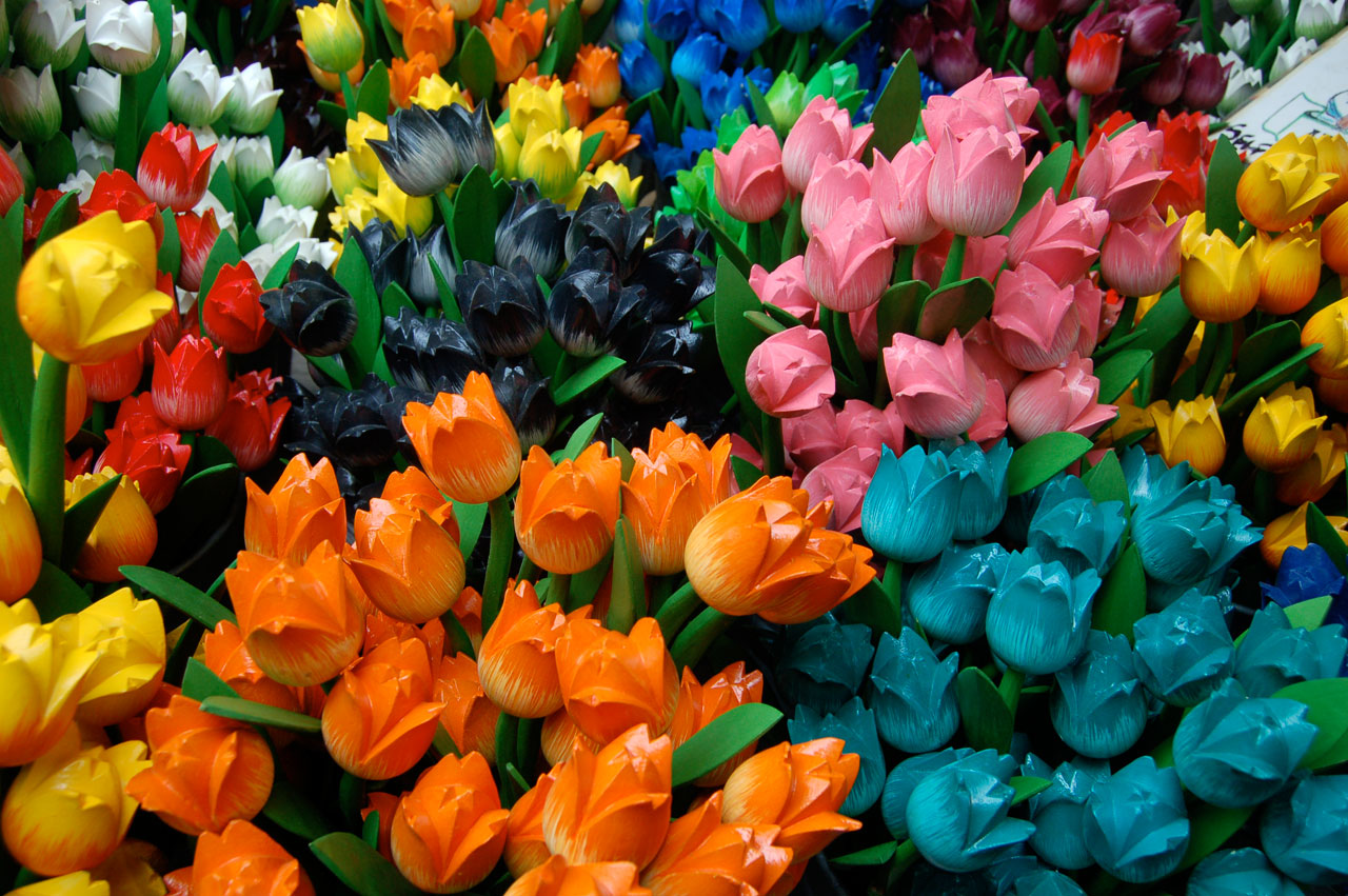 Amsterdam Tulips Free Stock Photo - Public Domain Pictures