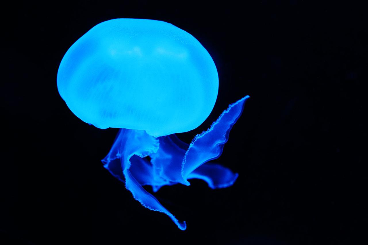 Blue Jellyfish Free Stock Photo - Public Domain Pictures