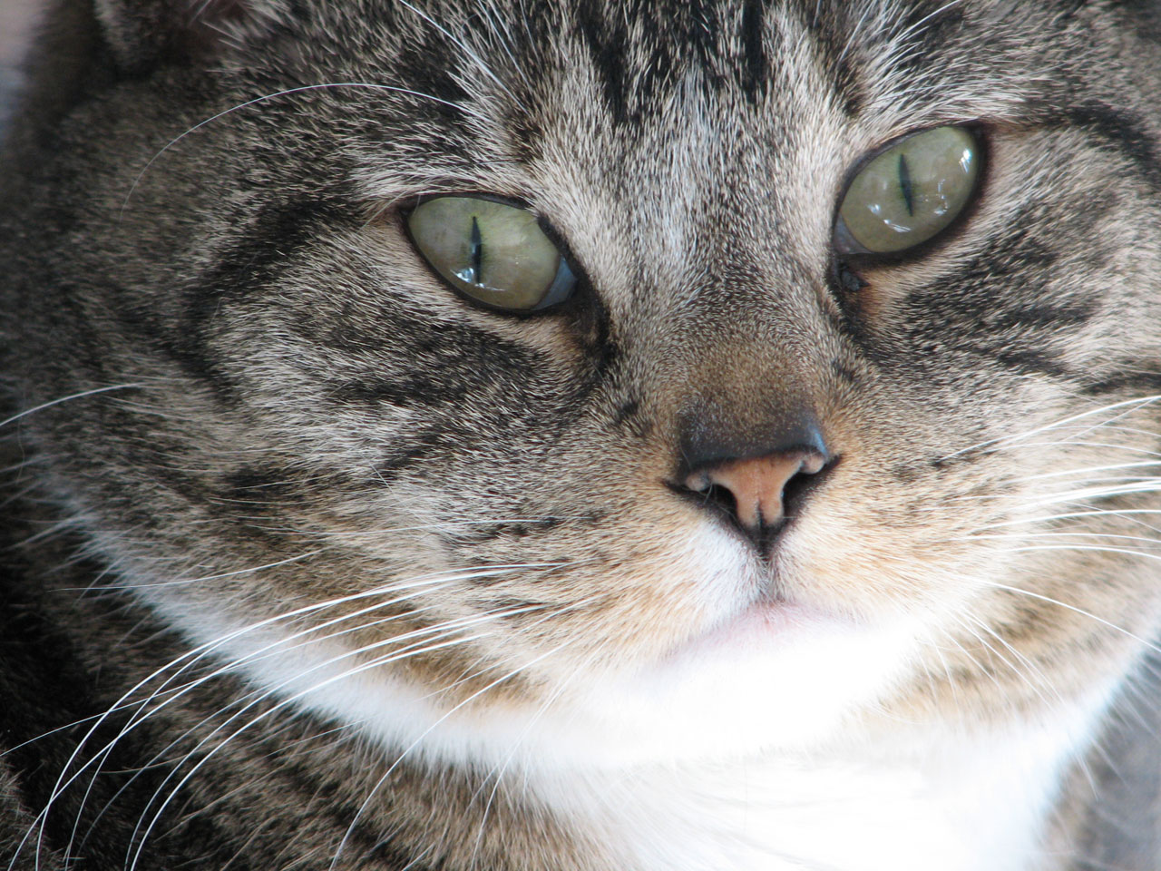 Cats Eyes Closeup Free Stock Photo - Public Domain Pictures