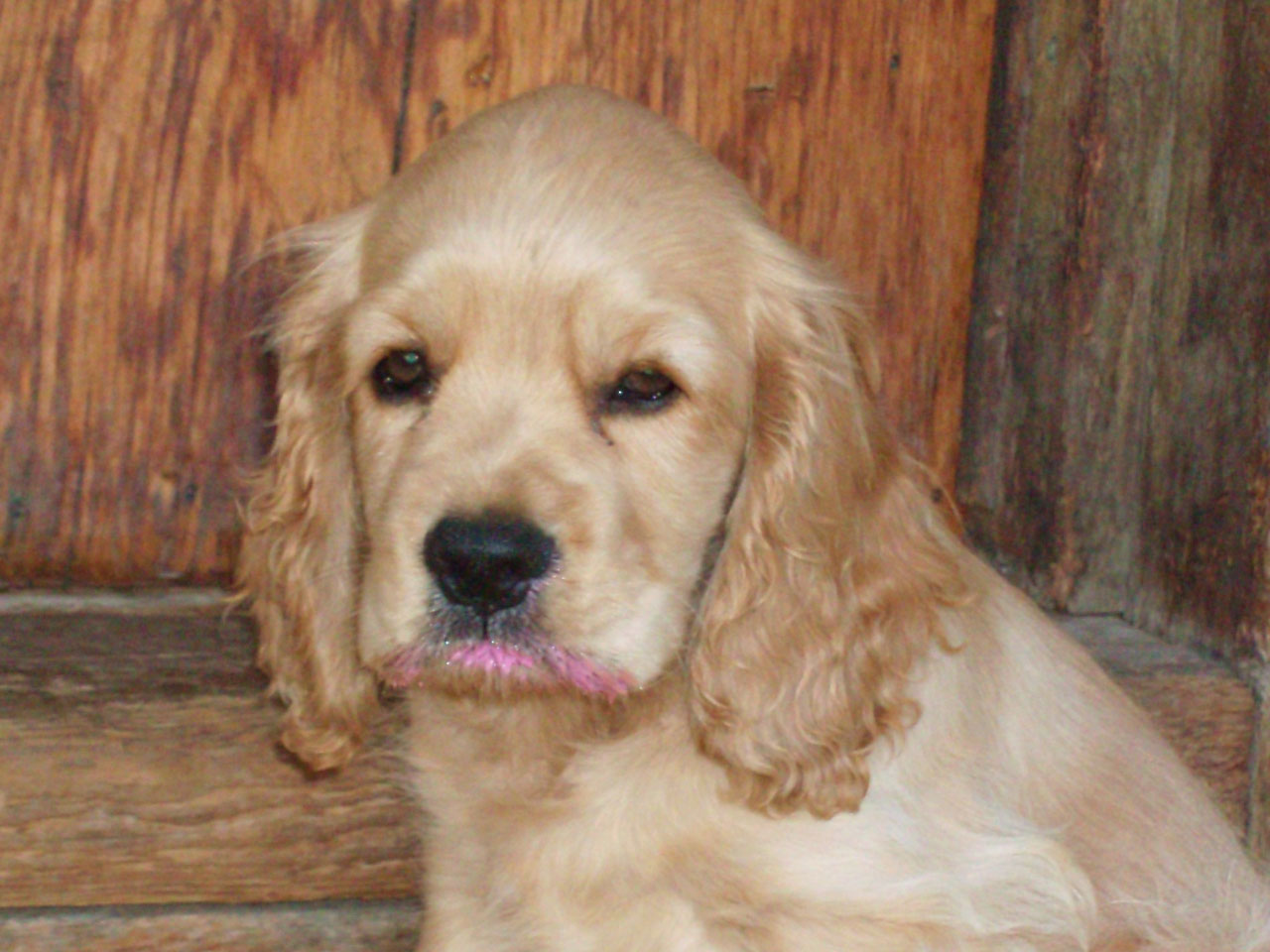 Picture of funny Cocker Spaniel puppy- male.