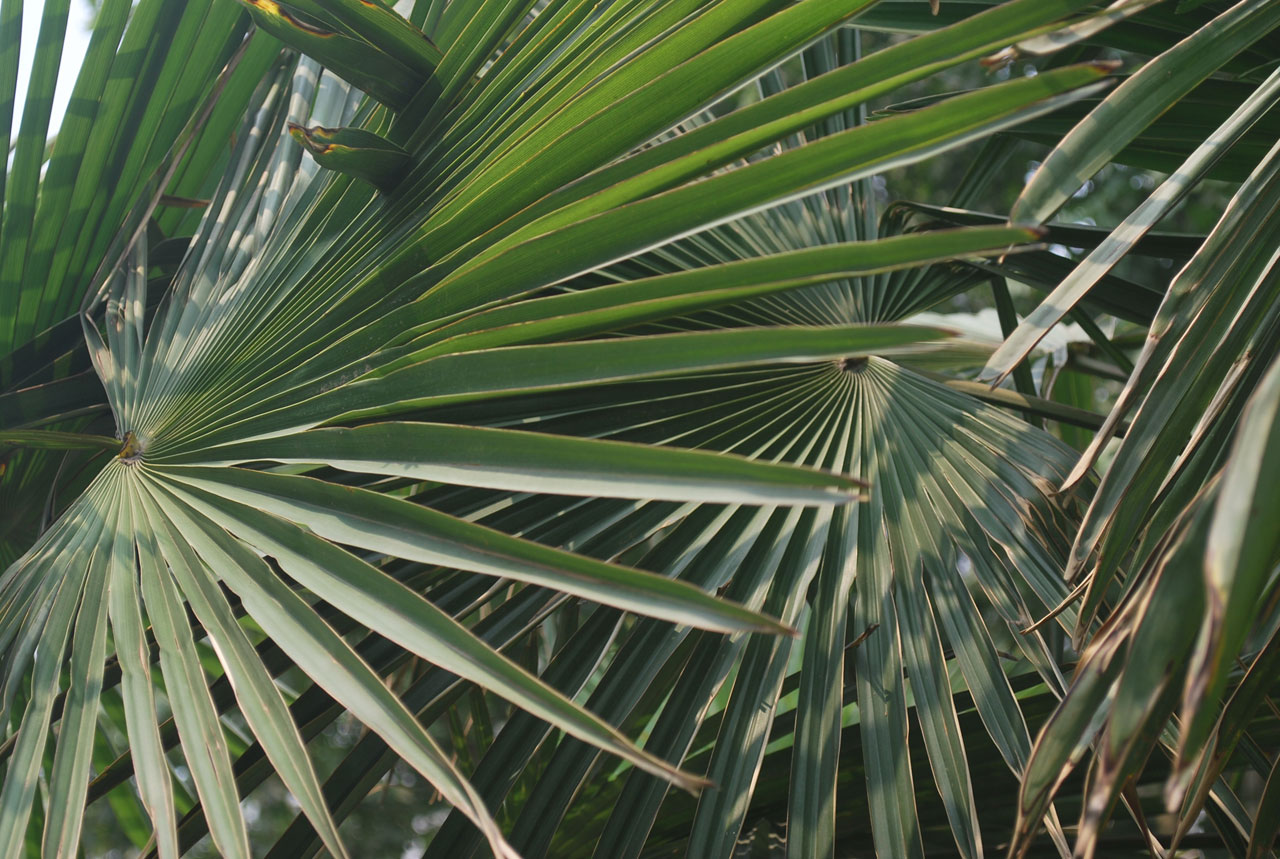 Palm Tree Leaves Free Stock Photo Public Domain Pictures