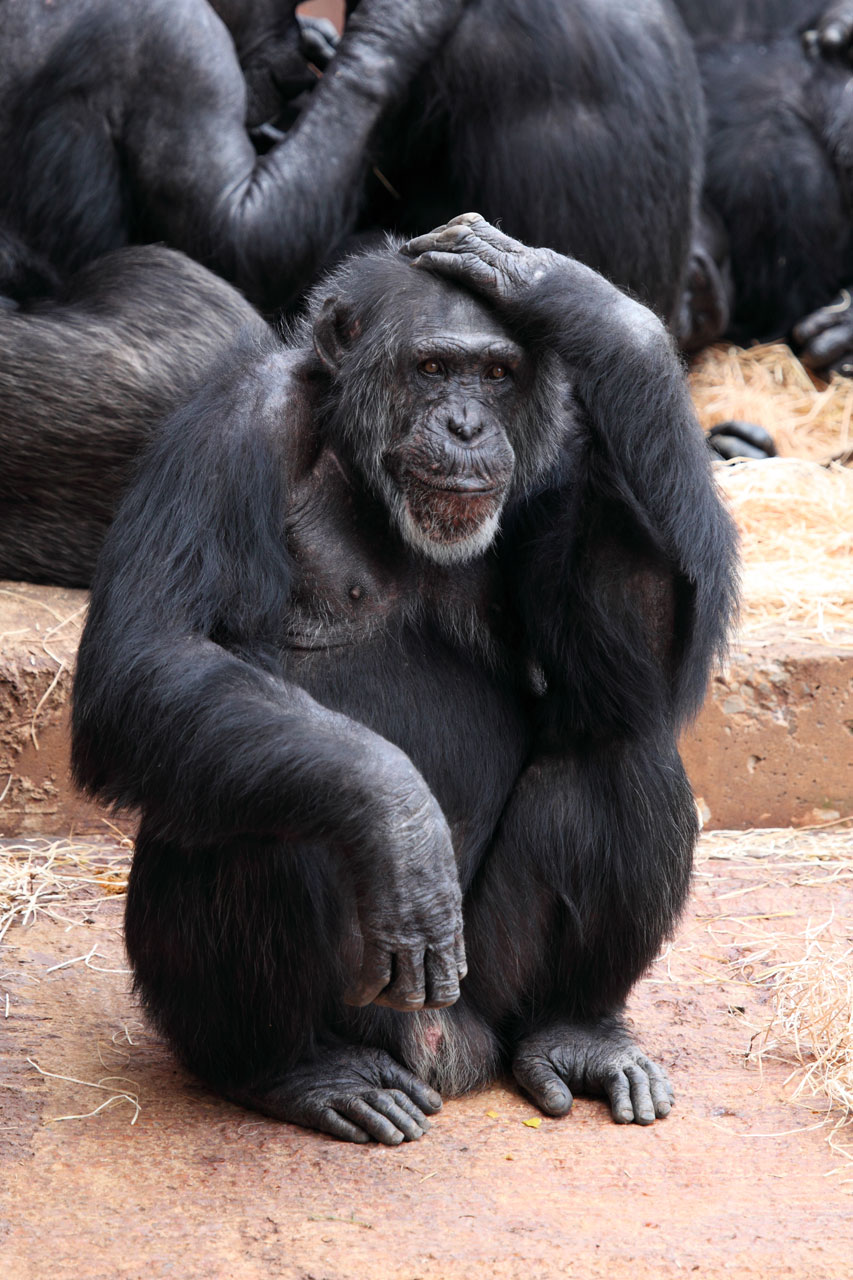 Thinking Monkey Free Stock Photo - Public Domain Pictures
