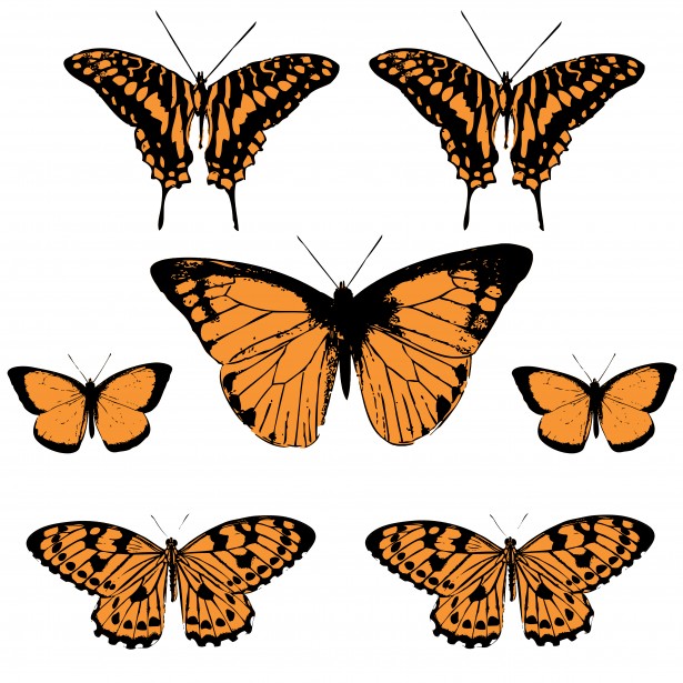 free clip art butterfly net - photo #49