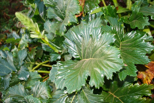 Picture Of Mature Rhubarb Plant 89