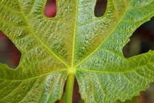 Lobed Fig Leaf
