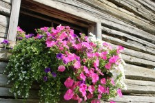 Log Cabin Window Flowers