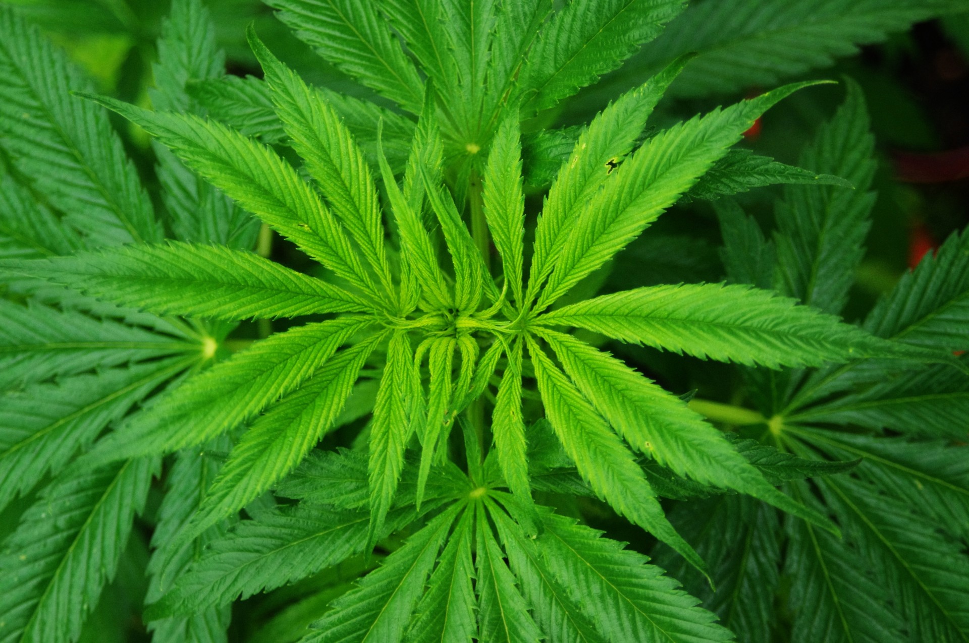 cannabis-sativa-plant-1404978544Z8U.jpg