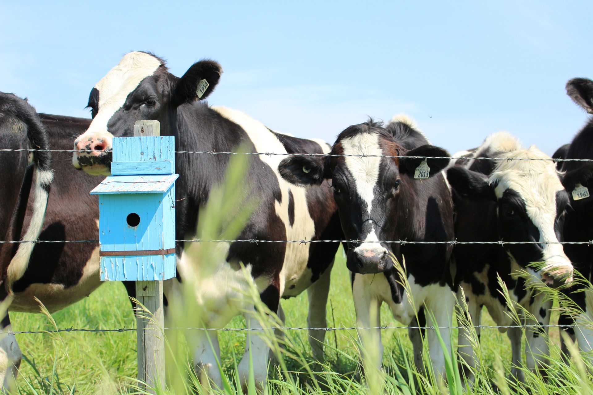 Cow With Blue Birdhouse
