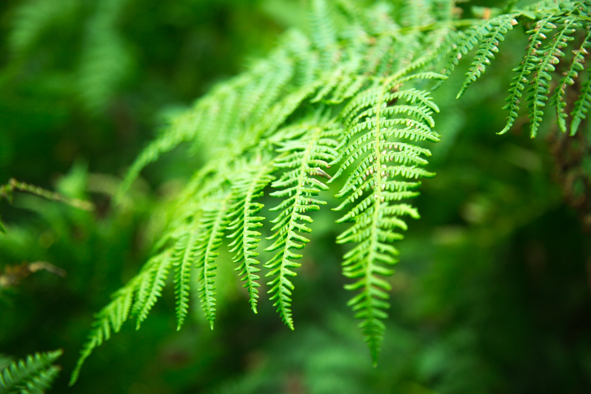 Fern Leaf Free Stock Photo - Public Domain Pictures