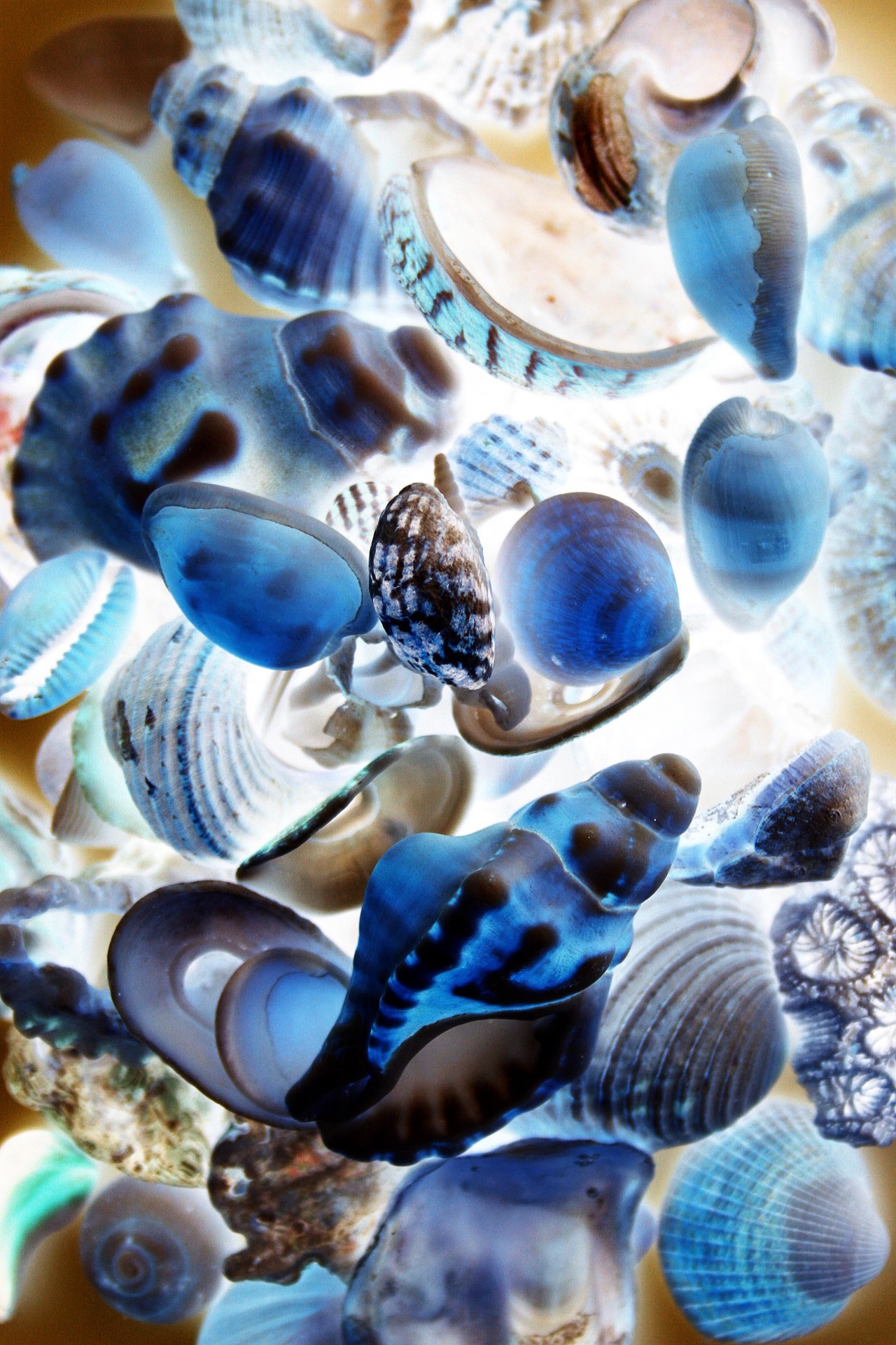 Sea Shells Inverted To Blue
