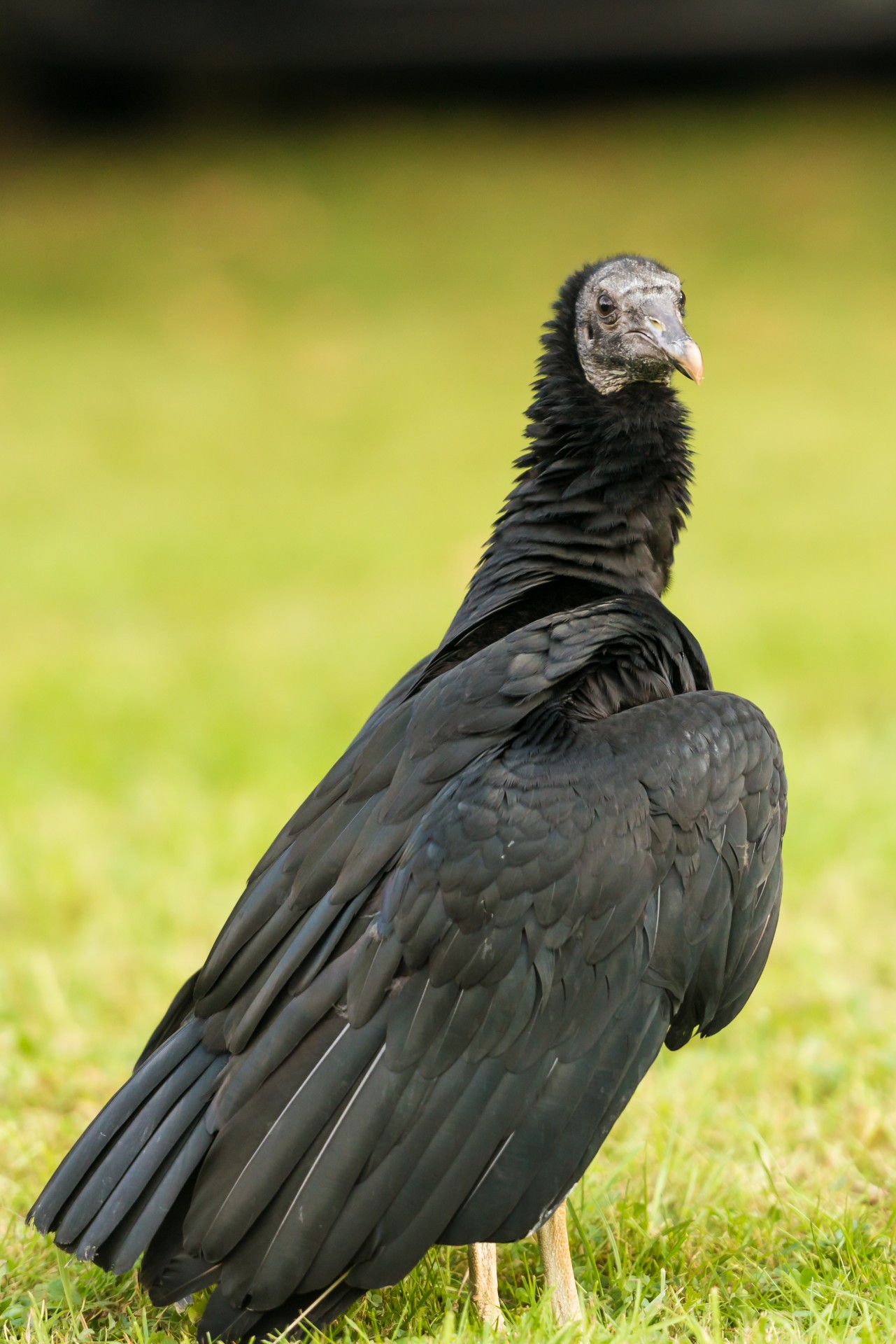 A Vulture Bird Free Stock Photo - Public Domain Pictures