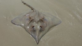 Stingray In The Sand