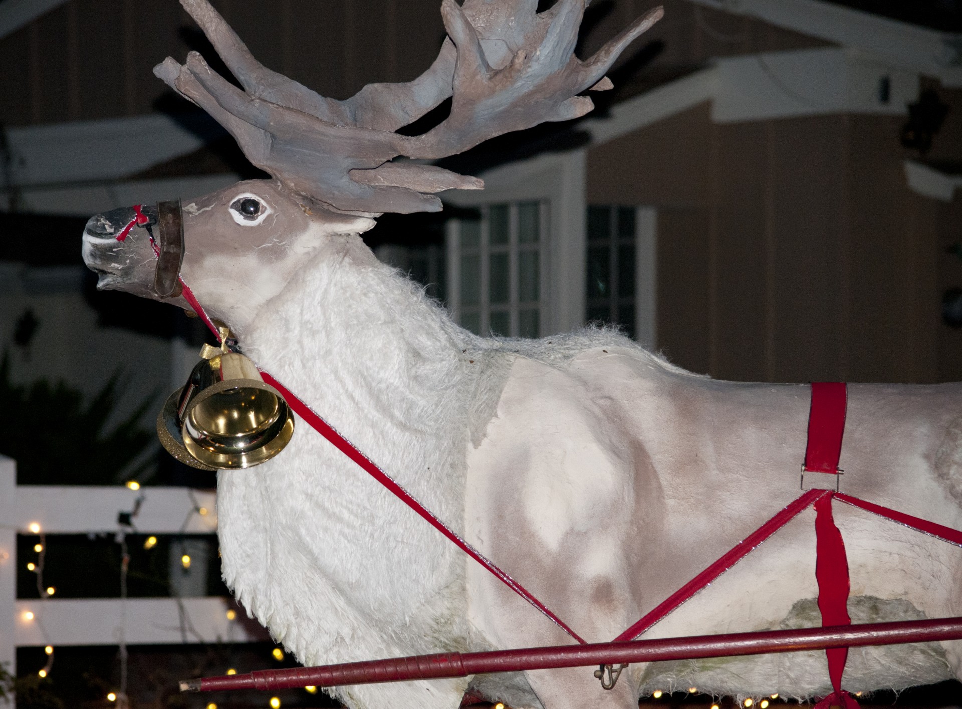 A Lifesized Reindeer Free Stock Photo Public Domain Pictures