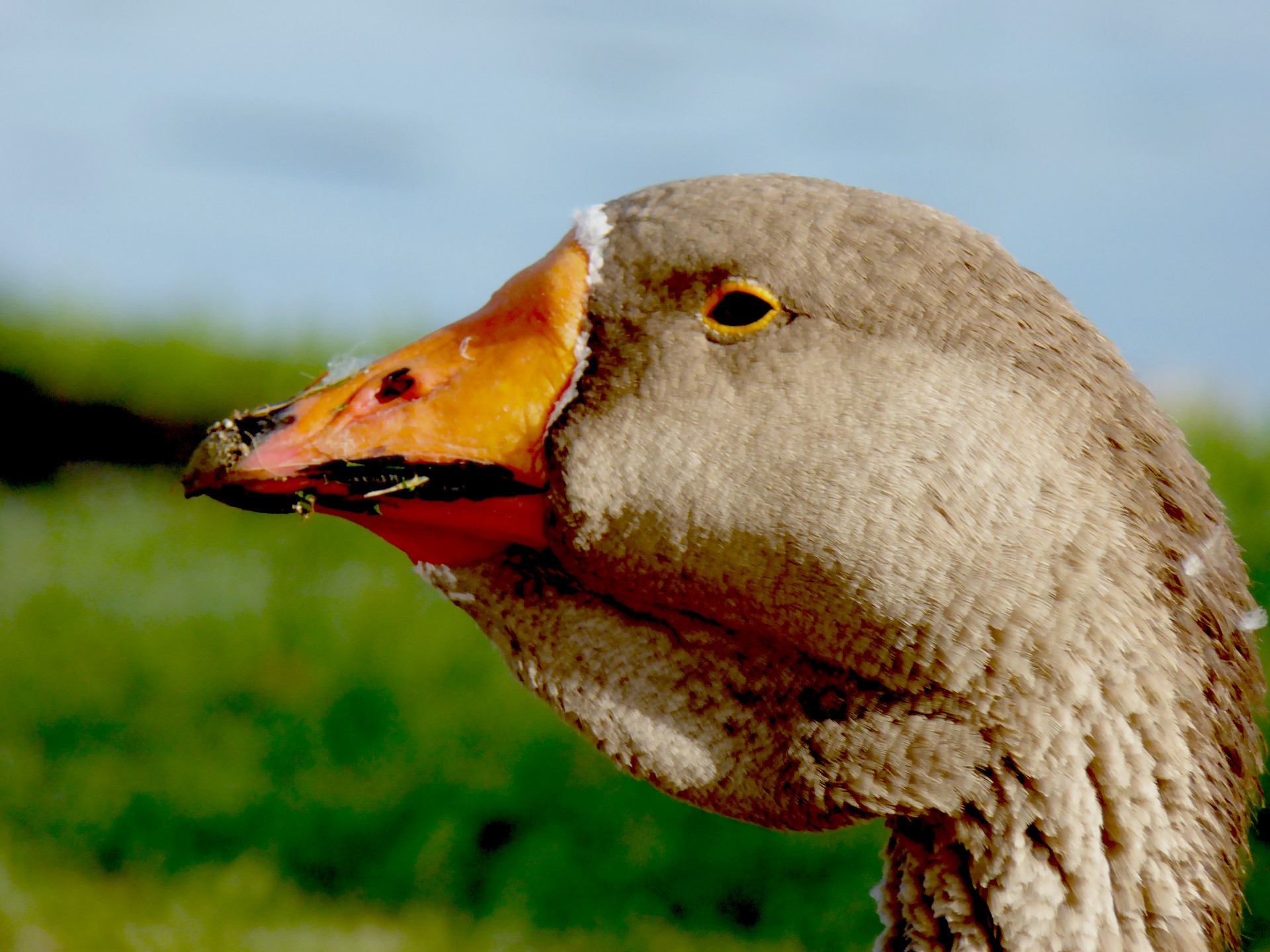Closeup Of Goose Head