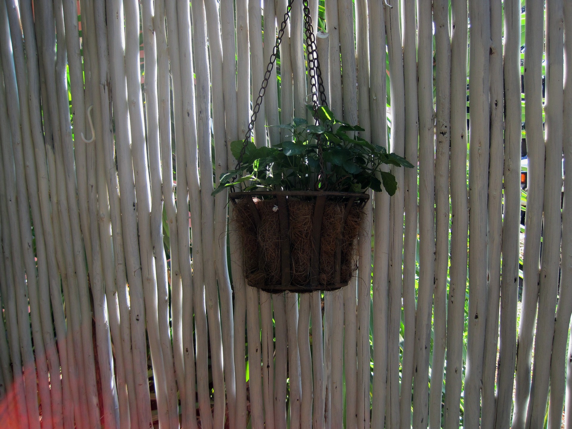 Hanging Potplant