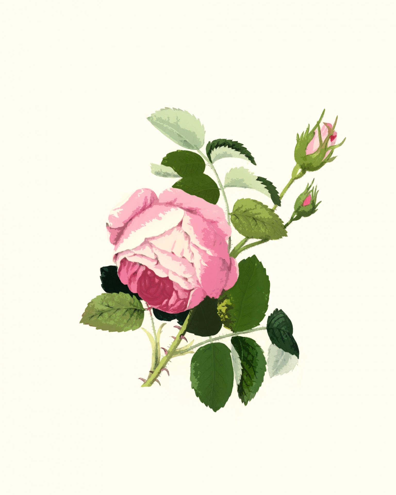 clipart pink rose flower - photo #45
