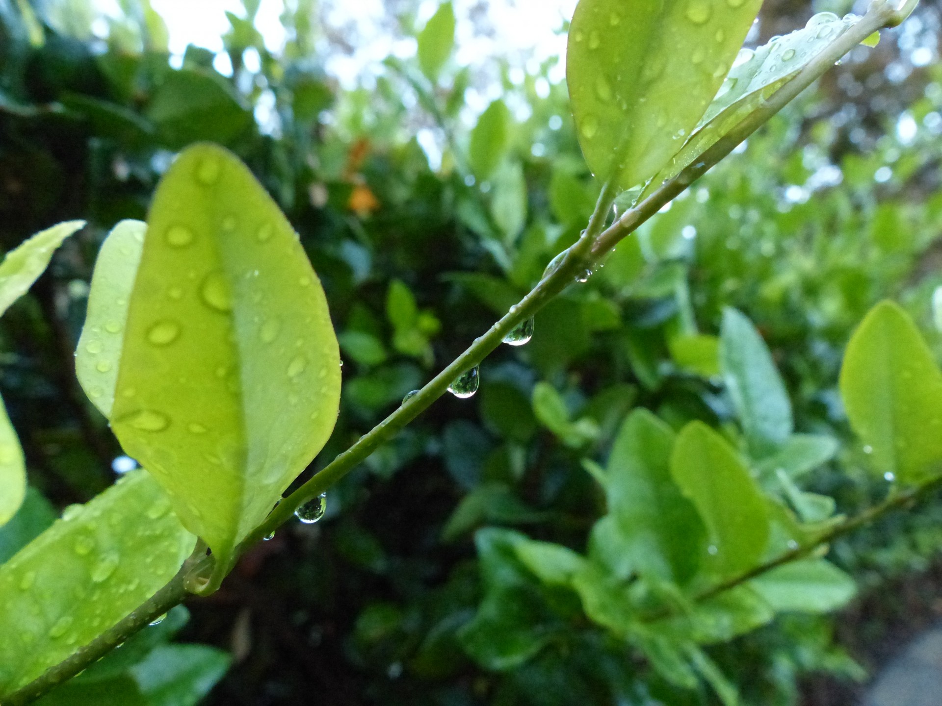 Raindrops On Green