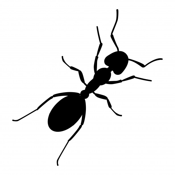 free ant clipart black and white - photo #44