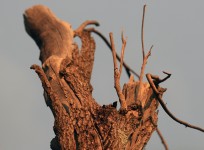 Rough Tree Stump