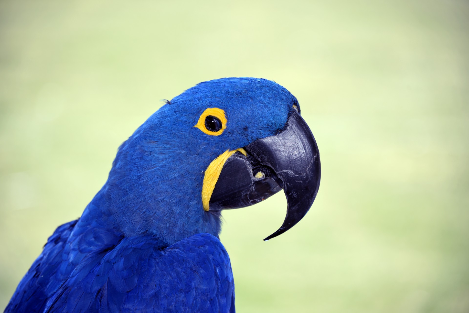 Blue Macaw Bird Free Stock Photo Public Domain Pictures