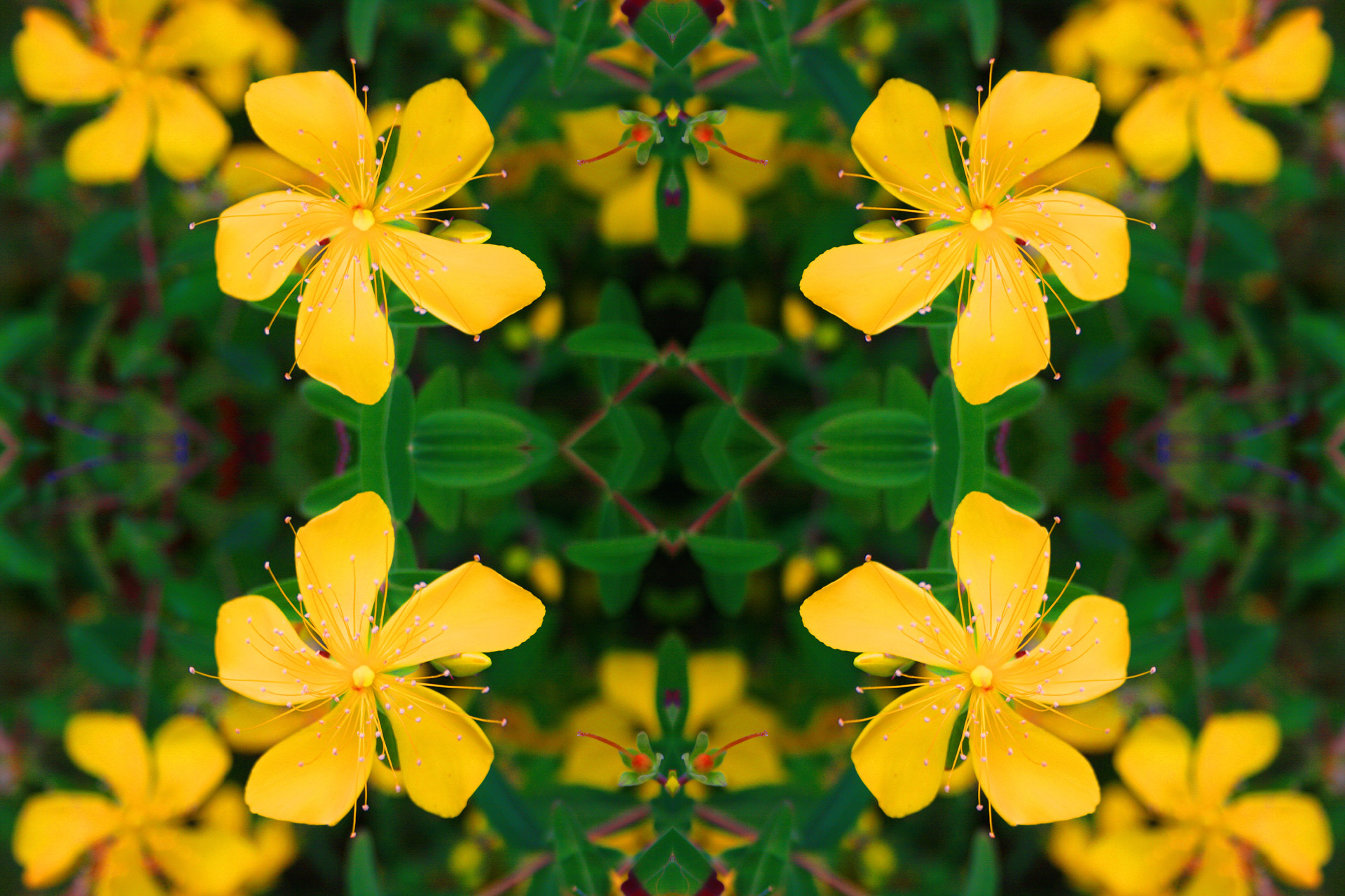Hypericum Flower Repeat
