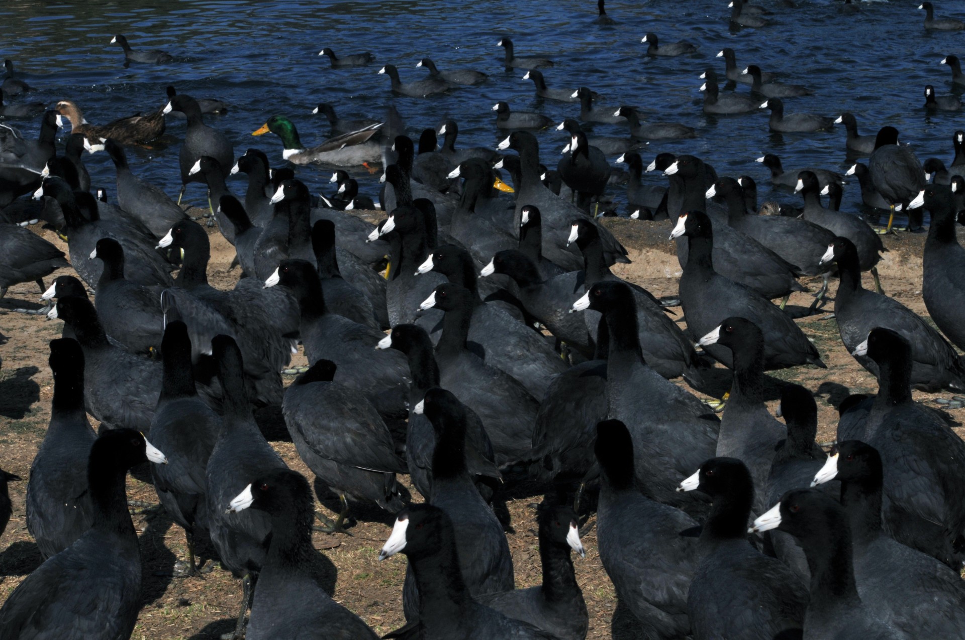 Invasion Of The Coots