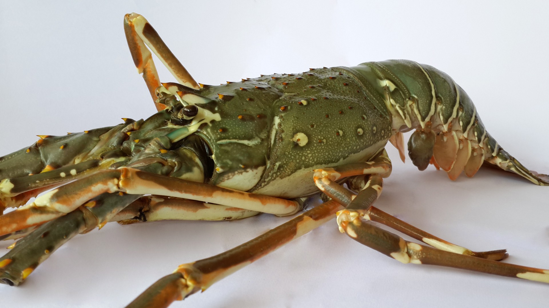 Lobster Free Stock Photo - Public Domain Pictures