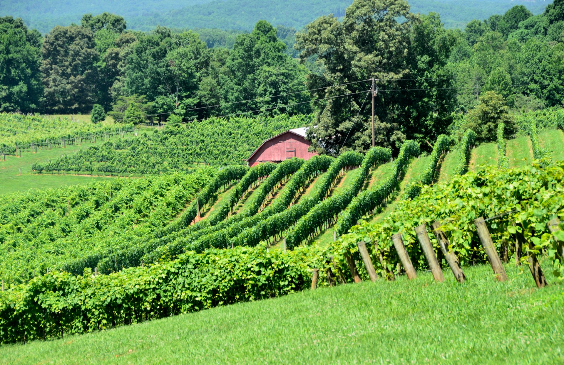 vineyards-of-north-georgia-usa-free-stock-photo-public-domain-pictures