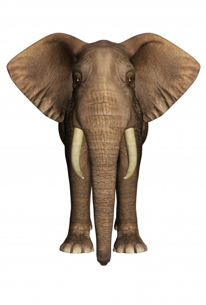 elephant clipart front view - photo #7