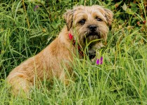 Border Terrier Dog In Long Grass