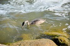 Young Cormorant