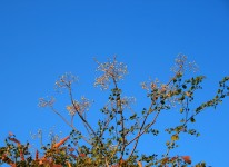 Syringa Berries Against Blue Sky