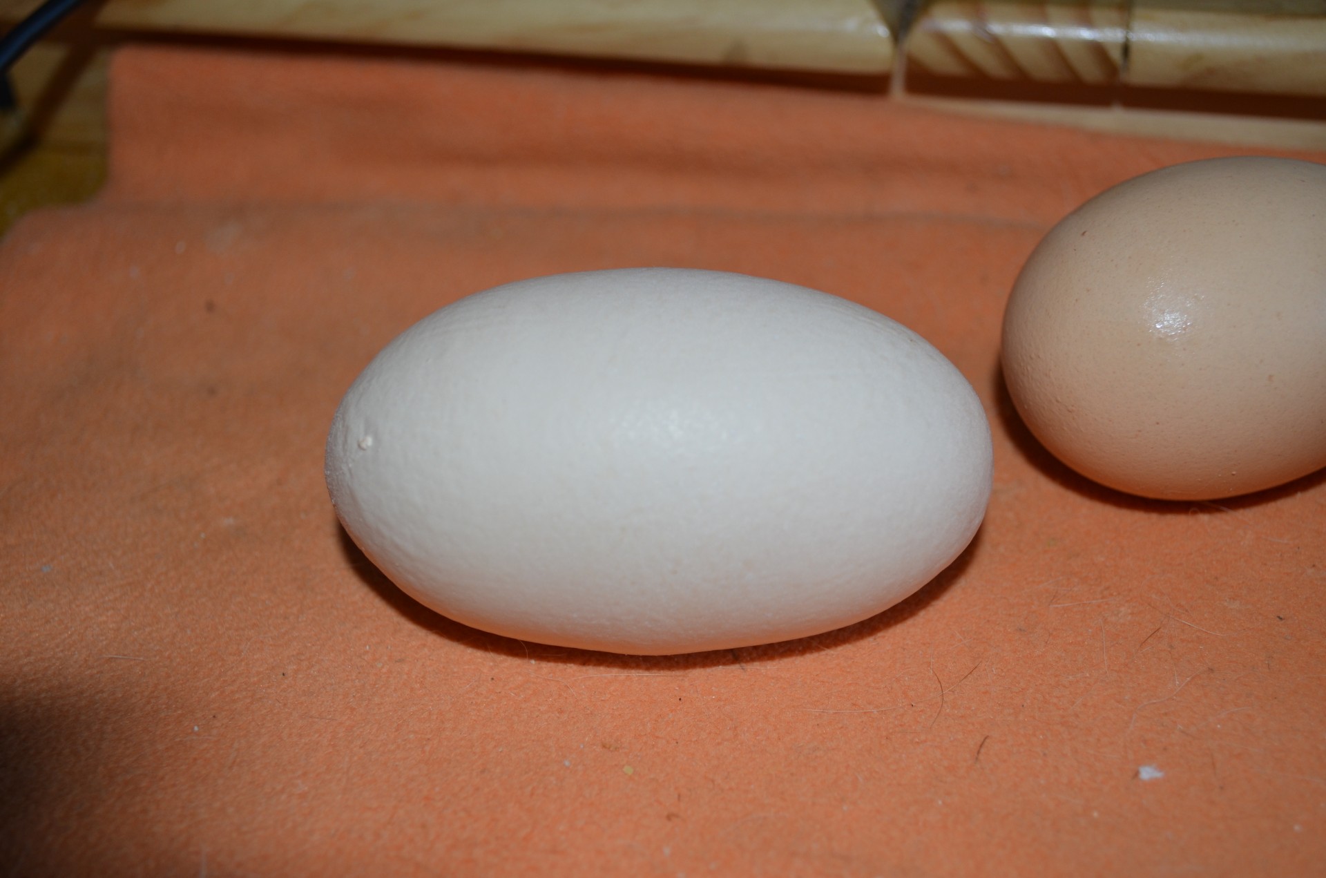 100 Gram Egg Free Stock Photo - Public Domain Pictures