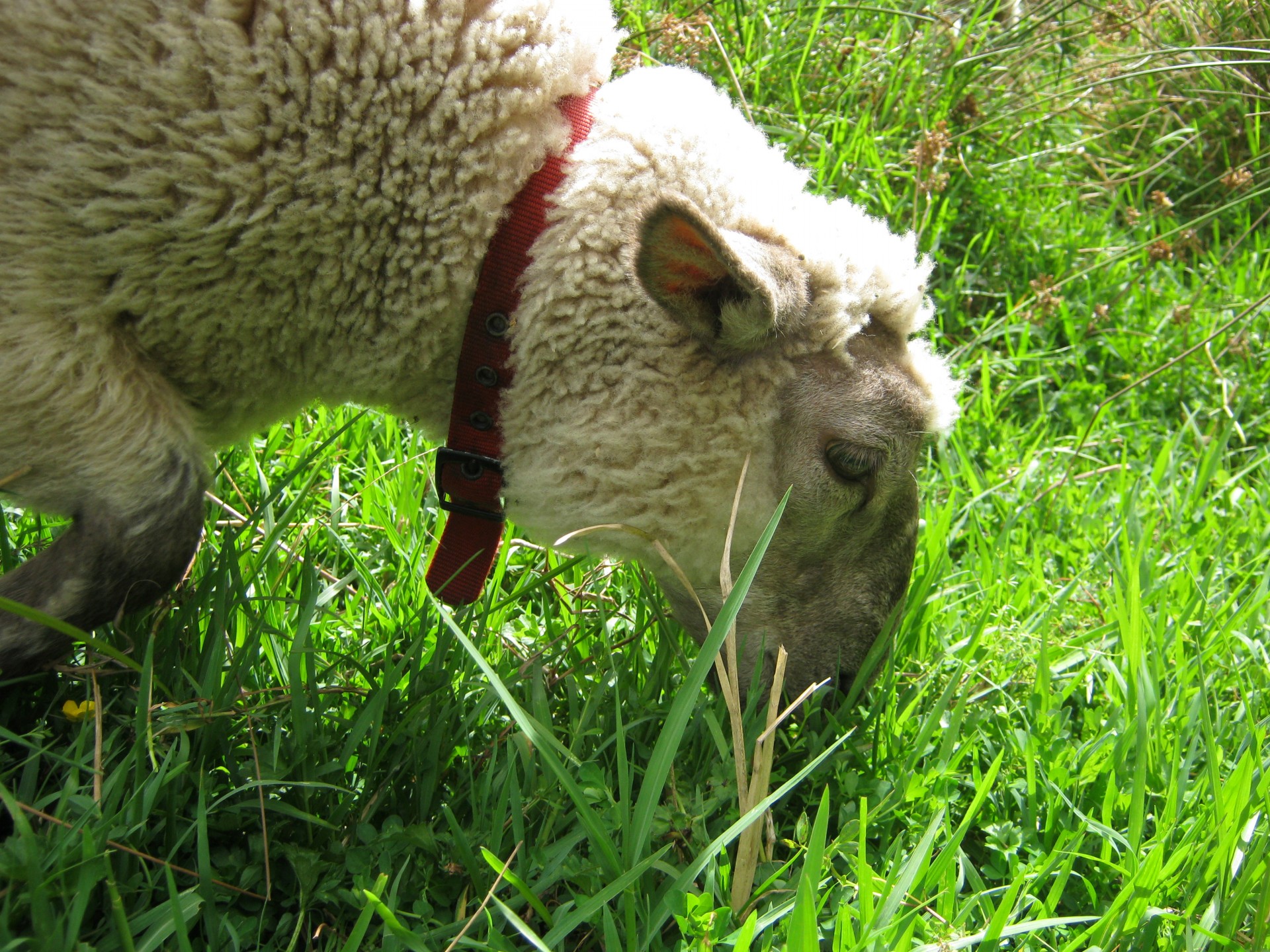 A Tame Sheep