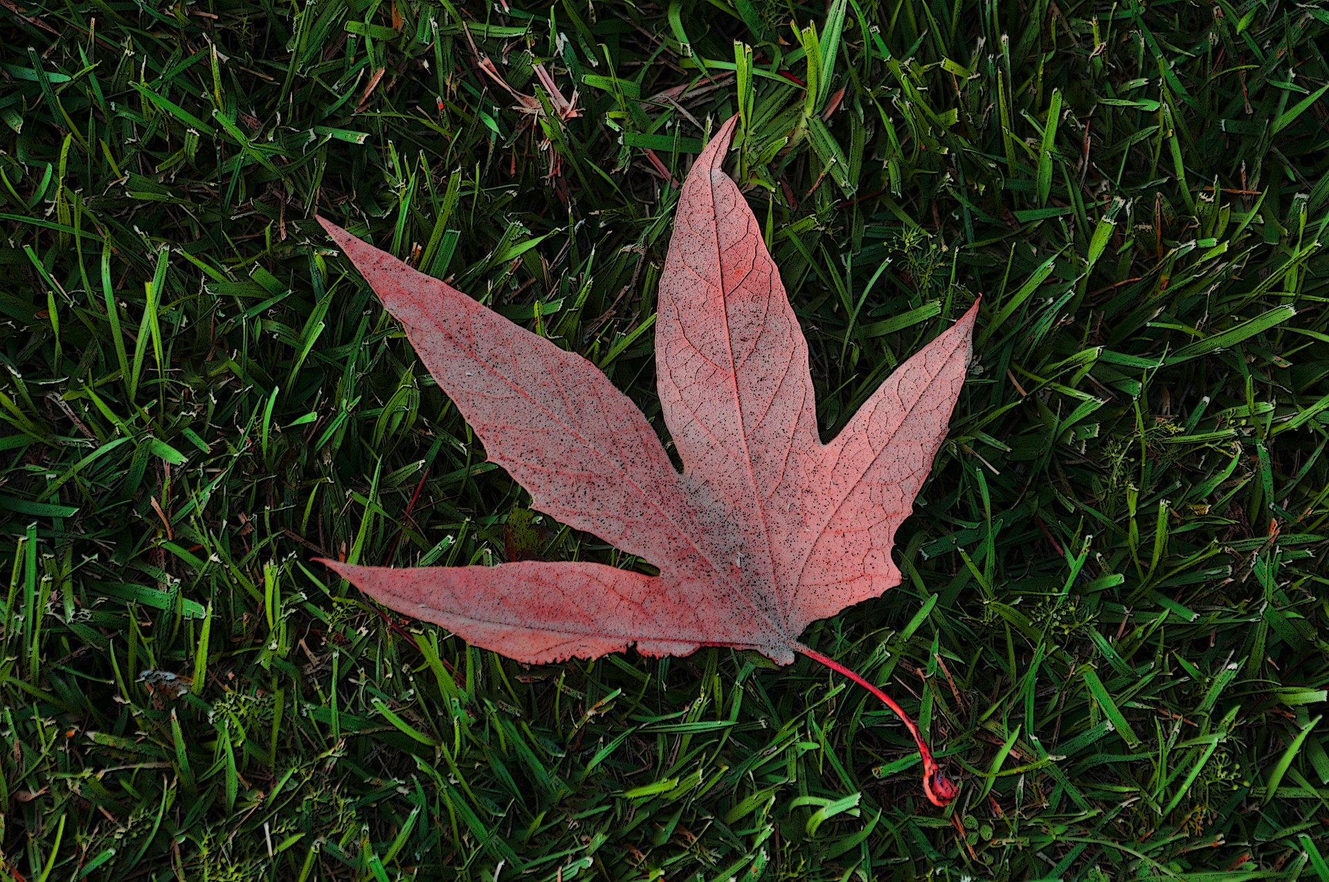 Autum Leaf On Grass