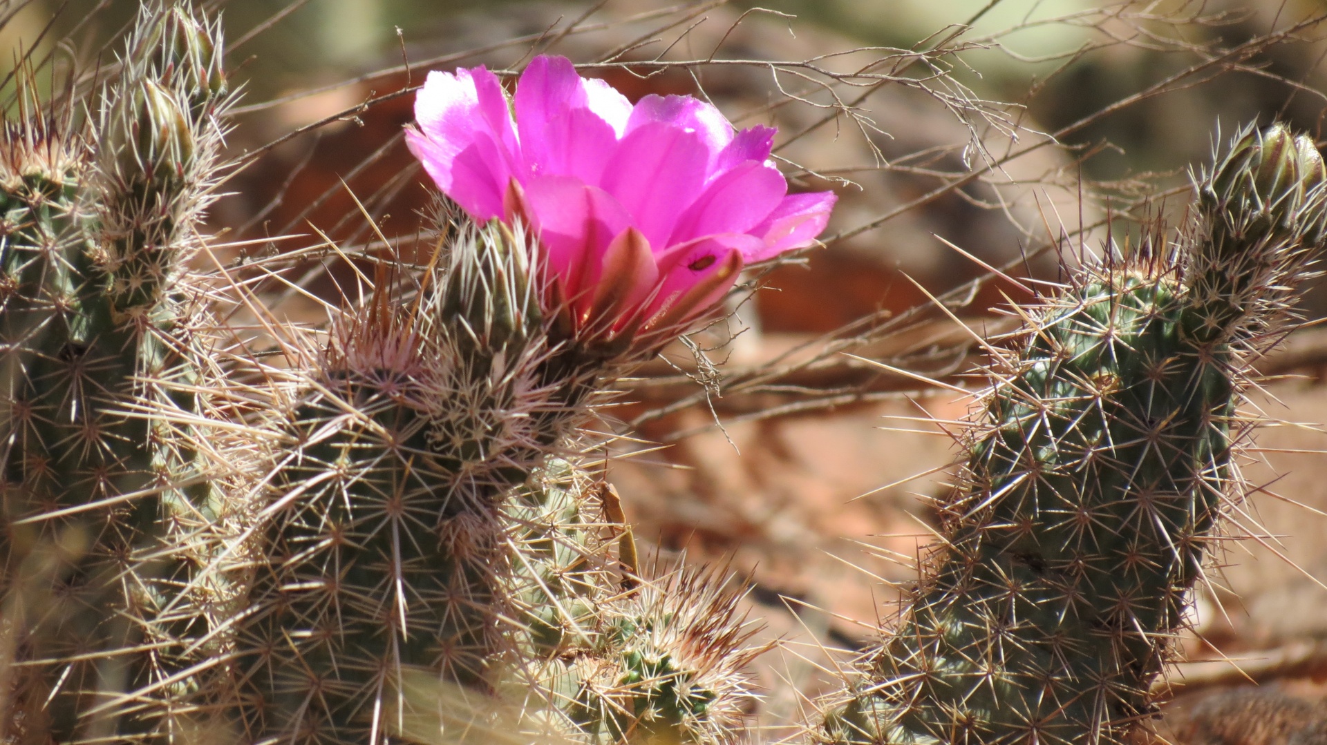 Blooming Cactus Free Stock Photo - Public Domain Pictures