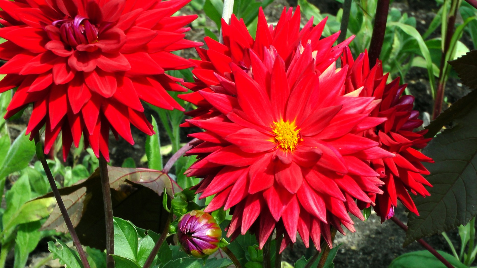 Bright Red Dahlia Flowers