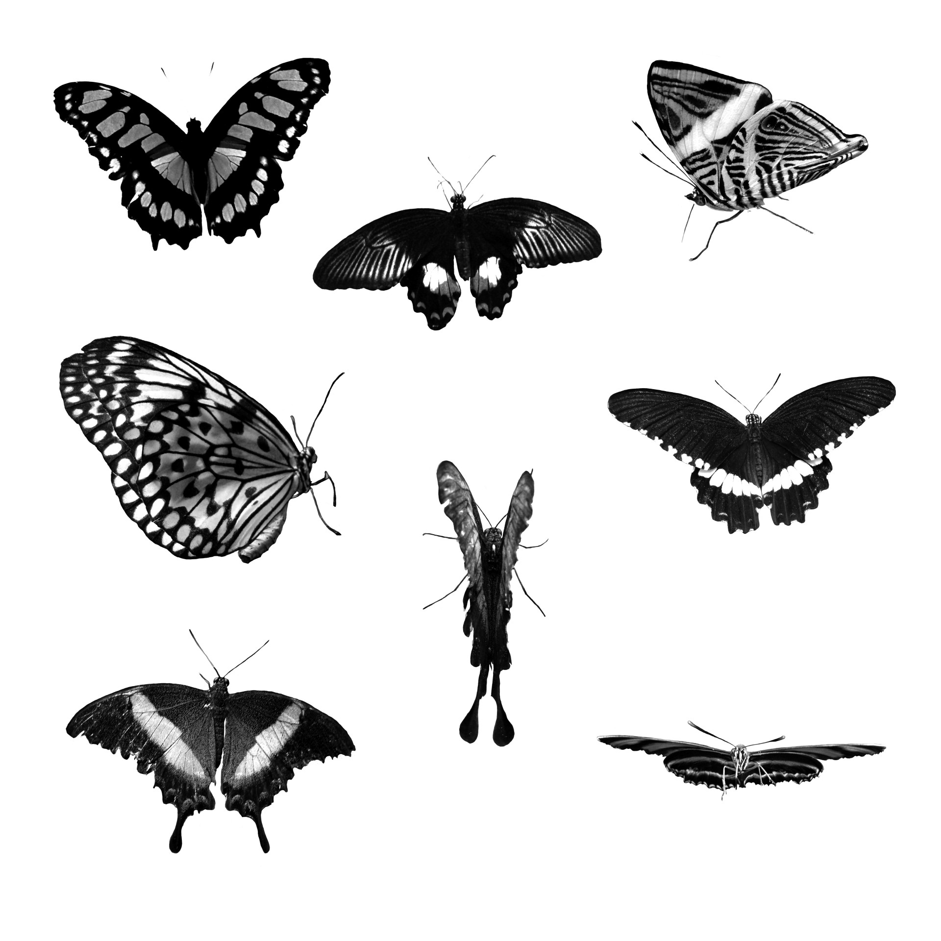 Eight Butterflies