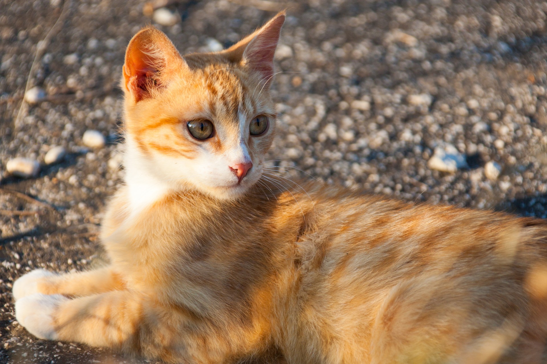 Ginger Cat Free Stock Photo - Public Domain Pictures