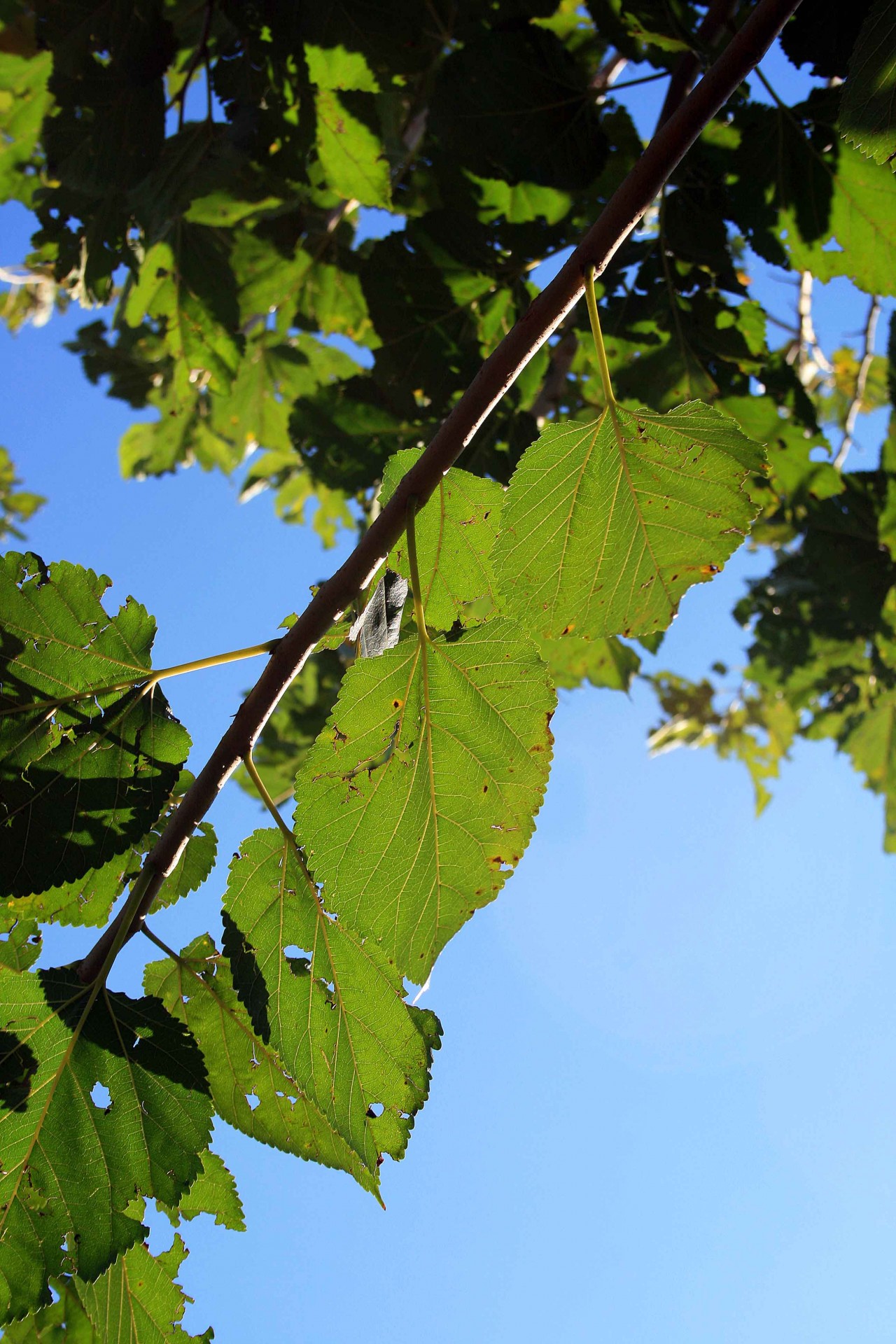 Green Mulberry Leaves