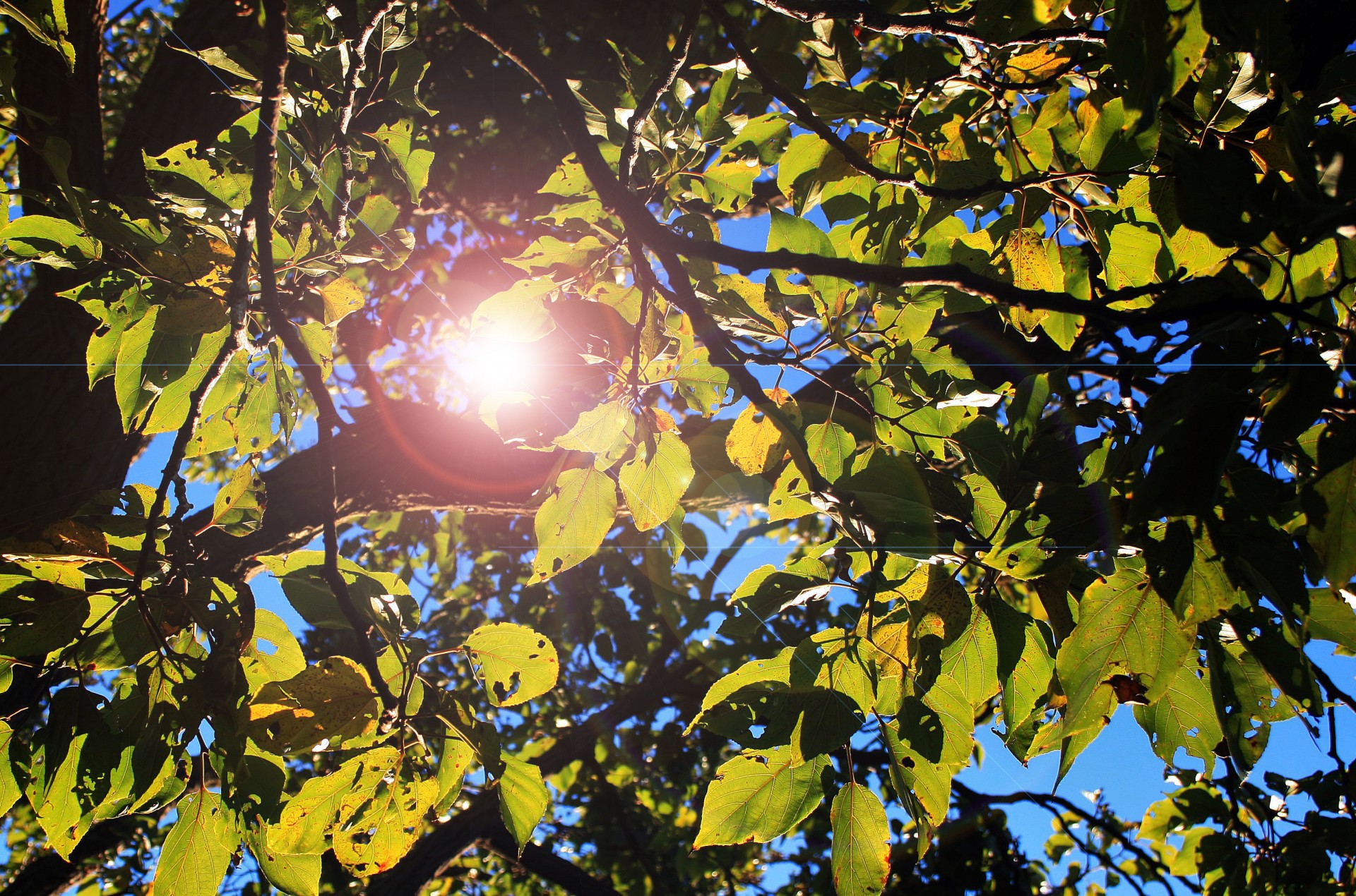 Leaves With Lens Flare